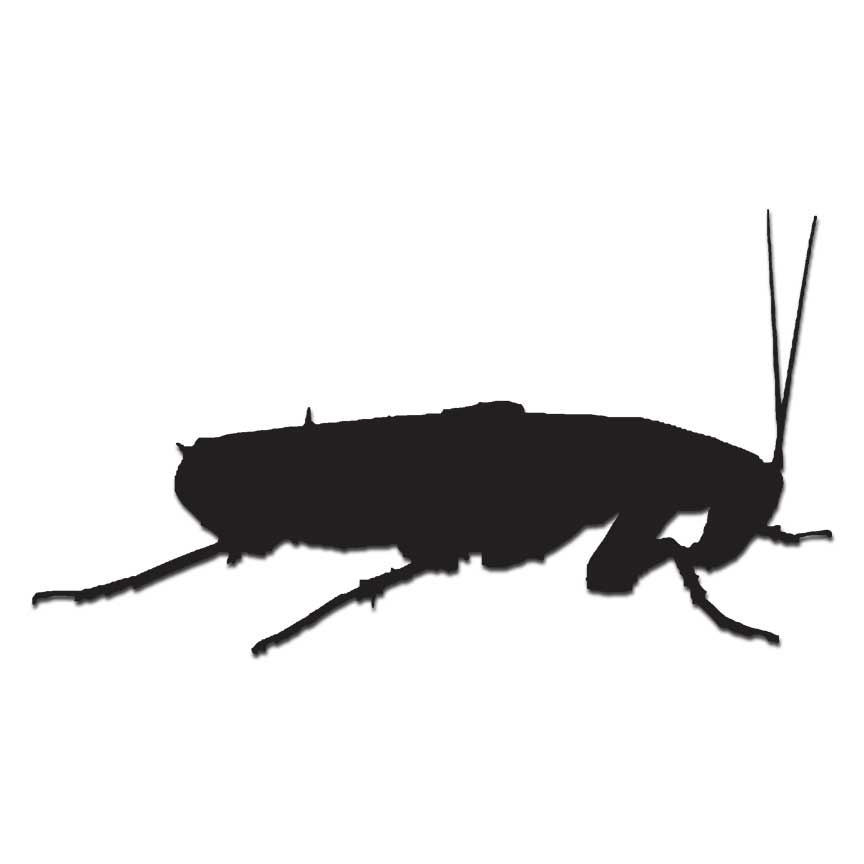 Cockroach Roach – Vinyl Decal Sticker – Multiple Colors & Sizes – #6057
