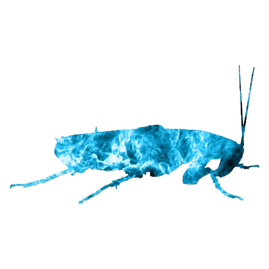 Cockroach Roach, Vinyl Decal Sticker, 40 Patterns & 3 Sizes, #6057