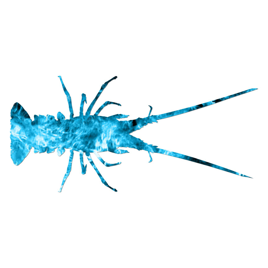 Spiny Lobster, Vinyl Decal Sticker, 40 Patterns & 3 Sizes, #7017