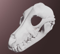 Grey wolf skull mask 3D model