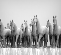 Horses at ease 28mm heroic scale 3D model