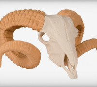 Ram Skull 3D model