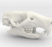 Council Skull 3D model