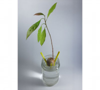 Avocado Seed Holder 3D model