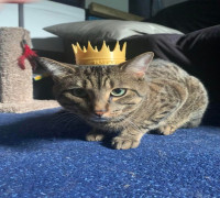 Cat Crown 3D model