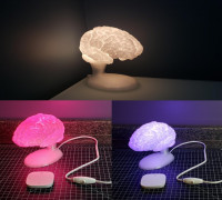 Brain Lamp with Socketed Base 3D model