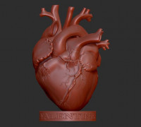 Human Heart 3D model