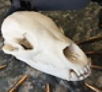 Bear Skull 3D model