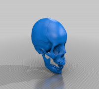 Human skull, anatomically correct and printer friendly **updated with jaw** 3D model