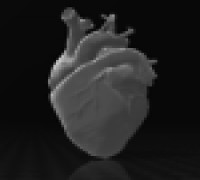 Human heart 3D model