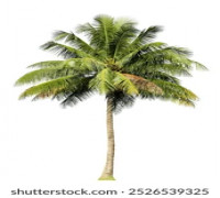 palm 3D model