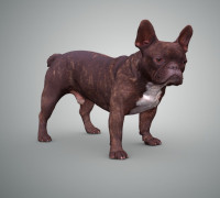 French Bulldog 3D model