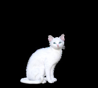 The cat 3D model