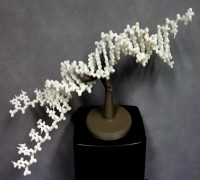 Folding DNA model kit.   3D model