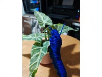 Monarch Caterpillar 3D model