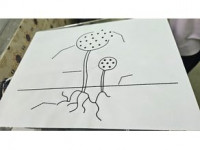 Tactile image: sporulation 3D model