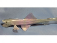 Deep-sea lizardfish - Bathysaurus ferox, redux 3D model