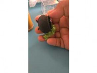 bubbling cauldron hide 3D model