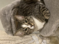 Puking cat toothpaste cap 3D model