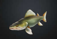GREEN FISH ZELENA RYBA 3D model