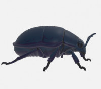 Alien bug 3D model
