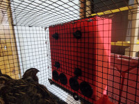 Quail Cage Feeder 3D model