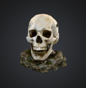 Realistic Human Skull on Stone Base 3D model