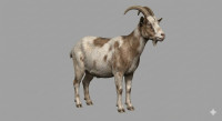 Farm Goat 3D model