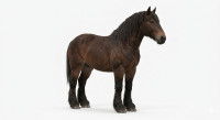 Farm Work Horse 3D model