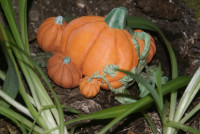 Pumpkin Patch 3D model