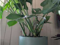 Monstera Support Ring 3D model