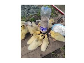 Chick and Duckling Feeder 3D model