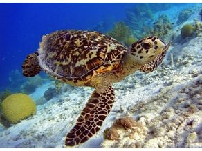 Sea Turtle 3D model