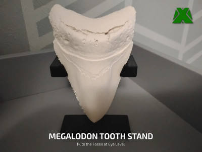 Megalodon Tooth Stand 3D model