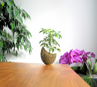 A burgeoning capsule Planter 3D model