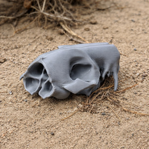 Western Quoll Skull 3D model