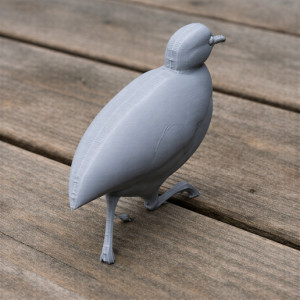 Barred tinamou 3D model