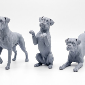 Boxer – Three Playful Poses 3D model