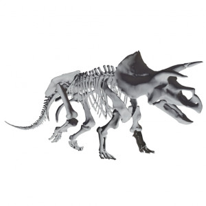 Triceratops Dinosaur Skeleton 3D model