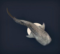 Whale Shark 3D model
