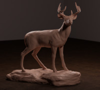 Whitetail Deer 3D model