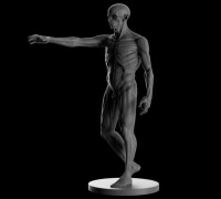 Zombie Ecorche 3D model