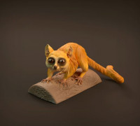 Mouse Lemur 3D model