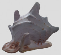 Big pretty shellfish（generated by Revopoint POP 2） 3D model