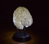 LED-Lit Brain 3D model