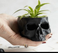 skull 3D model