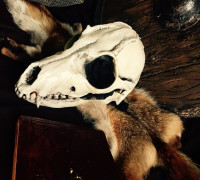 Shaman Mask 3D model