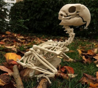 Bird Macaw Skeleton 3D model
