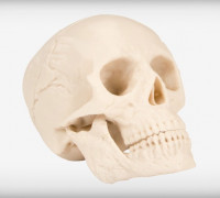 Human Skull 3D model