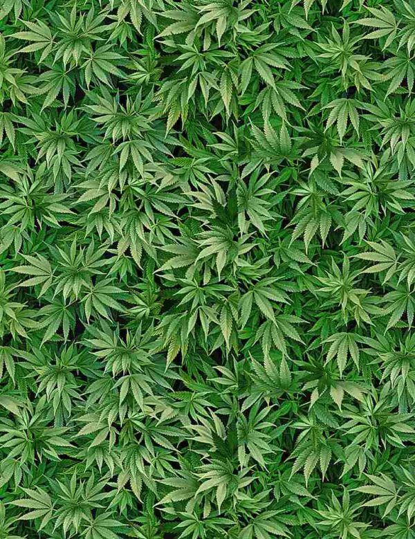 Quilting Cotton - Mini Cannabis - Green